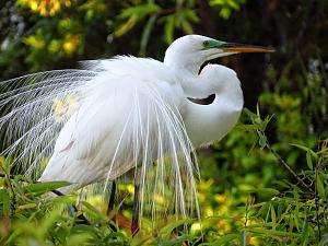 Click image for larger version

Name:	Great Egret.jpg
Views:	19
Size:	198.6 KB
ID:	10637