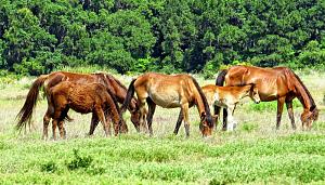 Click image for larger version

Name:	Cumberland Island Horses.jpg
Views:	21
Size:	310.6 KB
ID:	10639
