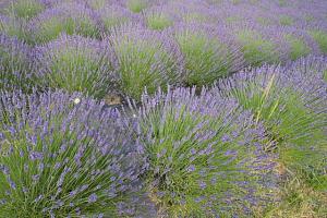 lavender_field.jpg
