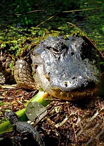 Click image for larger version

Name:	Gator.JPG
Views:	15
Size:	85.8 KB
ID:	15083