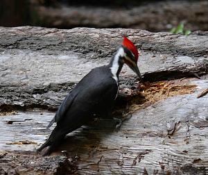 Pilieated woodpecker.jpg