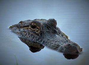 Click image for larger version

Name:	Gator.JPG
Views:	18
Size:	83.4 KB
ID:	19137