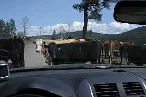 Cattle road.jpg