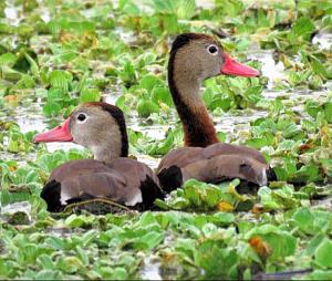 Click image for larger version

Name:	Whistling Ducks.JPG
Views:	29
Size:	104.5 KB
ID:	21572