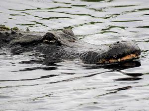 Click image for larger version

Name:	Gator copy.jpg
Views:	32
Size:	285.0 KB
ID:	21574