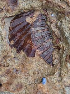 Click image for larger version

Name:	Fossil-01.jpg
Views:	18
Size:	106.3 KB
ID:	23816