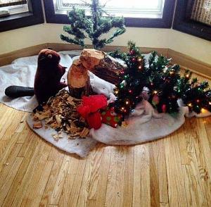 canadian Christmas tree.jpg