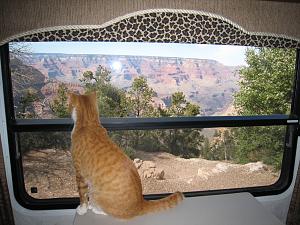 Tiger Lily 32 Grand Canyon.jpg