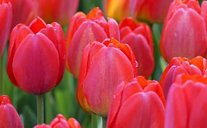Click image for larger version

Name:	Tulip.JPG
Views:	17
Size:	68.8 KB
ID:	31288