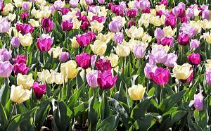 Click image for larger version

Name:	Tulips.JPG
Views:	15
Size:	193.9 KB
ID:	31289
