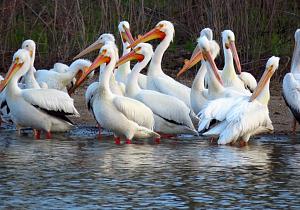 Click image for larger version

Name:	Pelicans.JPG
Views:	15
Size:	129.5 KB
ID:	31290