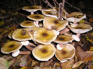 Click image for larger version

Name:	armillaria mellea sm.jpg
Views:	8
Size:	332.8 KB
ID:	33415