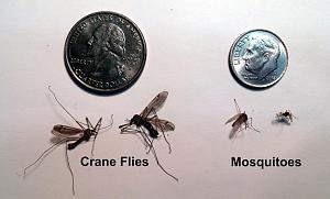 Crane-flies-v-mosquitos.jpg