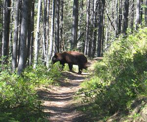 Bear on the Huckleberry trail.jpg