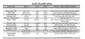 Gull Identification.jpeg