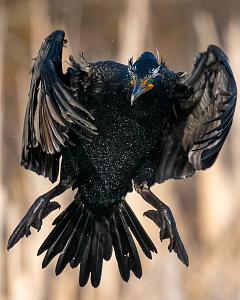 Click image for larger version

Name:	cormorant.jpg
Views:	4
Size:	204.7 KB
ID:	46049