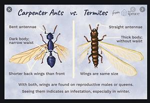 compare body of ant and termite.jpg