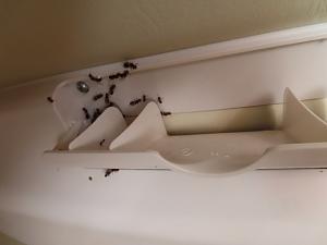 ants coming out of interior AC vent.jpeg