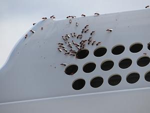 ants coming out of rooftop AC unit.jpeg