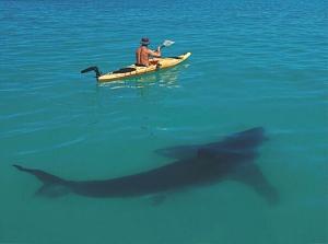 shark-boat.jpg