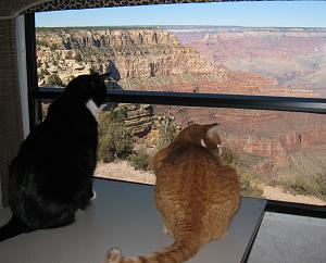 Blossom and Tiger Lily see Grand Canyon.jpg