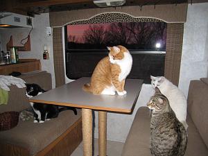 Four cats in a trailer A.jpg