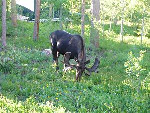 Click image for larger version

Name:	Moose too.jpg
Views:	10
Size:	330.4 KB
ID:	52737