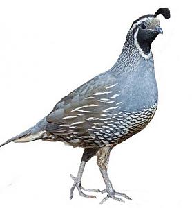 quail.jpg