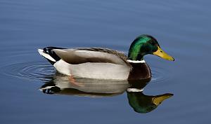 Click image for larger version

Name:	duck-on-the-lake-1579686.jpg
Views:	20
Size:	88.0 KB
ID:	64740