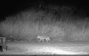 coyote still.jpg