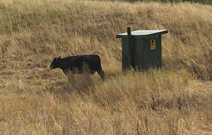 cow outhouse w.jpg