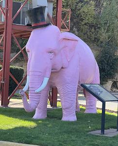 Pink Elephant 2024.jpg