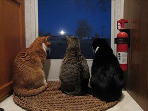 cats watching.jpg