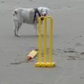 A Game of Cricket Anyone  June 24, 2015