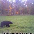 A black bear that frequents my clover field.