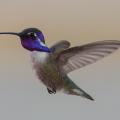 Hummingbird, La Paz County Park, AZ
