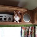 Make sure your cat fits in the cabinet