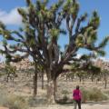 Barb and one of the larger Joshua Trees.