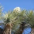 We've been to Joshua Tree National Park several times, but were there when the trees were in bloom this year.