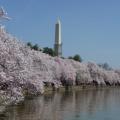 Washington DC, April 2013 - peak of the cherry blossums