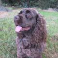 Lucy, 8 year old Cocker Spaniel.2014 now 15.3 years old. 
 Got a bit of gray on her chin now. Went to Doggie Heaven Sept 29 / 2018-1:30 pm RIP Lucy.